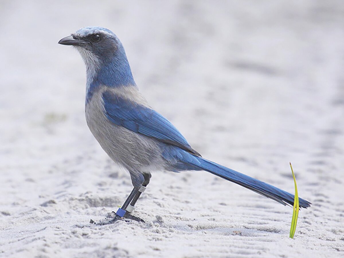 This light gray-brown bird with a bright blue head, wings and tail is none other than the Florida scrub-jay.